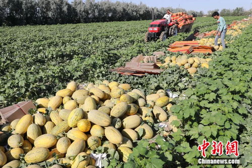 种在土地里，甜在街巷间 以城市命名的水果隐藏的地域甜蜜