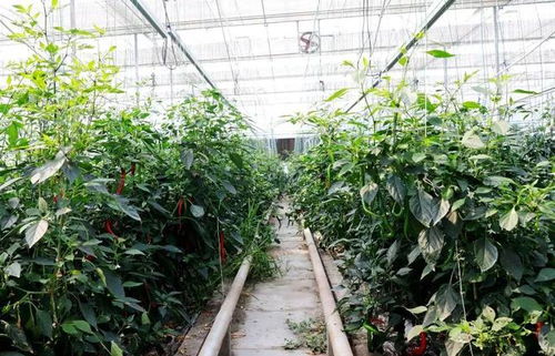 有机蔬果种苗培育 植物工厂化繁育步入发展快车道