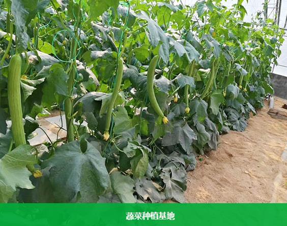 东莞蔬菜配送服务的创新与水果种植产业的协同发展