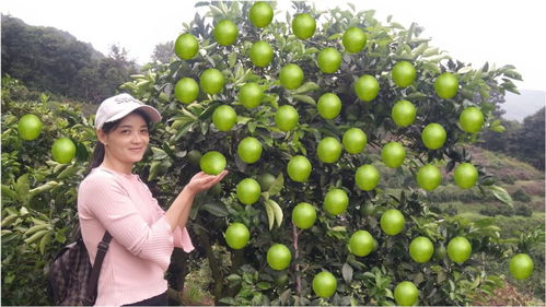 姑父的“点果成金”术 一棵树挂果150斤，年入50万的水果种植传奇
