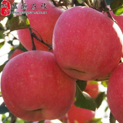 盐源县新农通果蔬种植专业合作社 匠心耕耘，孕育高原水果新篇章